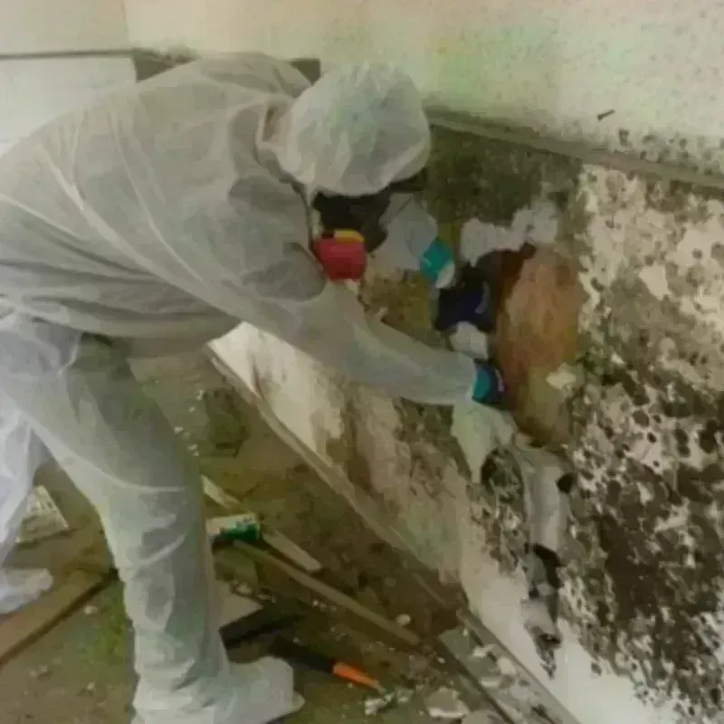 Mold Remediation and Removal in Oak Grove, MO